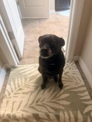 Reunited Female Dog last seen Near Greenbrier Dr, Lake Worth Beach, FL 33461