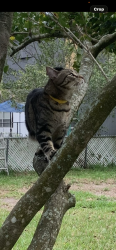 Lost Female Cat last seen worchester ave and lowell road tampa fl, Tampa, FL 33624