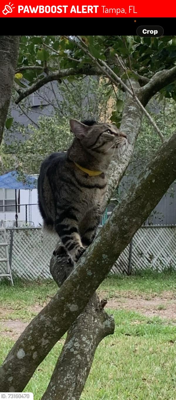 Lost Female Cat last seen worchester ave and lowell road tampa fl, Tampa, FL 33624