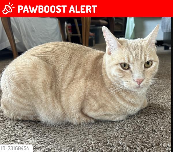 Lost Male Cat last seen Beer creak Rd & Rose Valley Rd, West Kelowna, BC V1Z 3T7