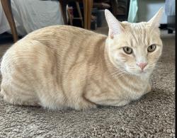 Lost Male Cat last seen Beer creak Rd & Rose Valley Rd, West Kelowna, BC V1Z 3T7