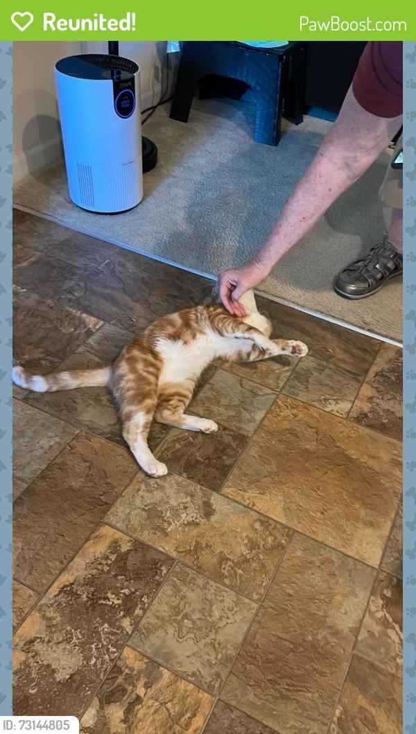 Reunited Male Cat last seen Lakes of Summerville housing development, Summerville, SC 29485