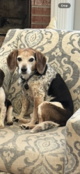 Lost Male Dog last seen Woodland and Old Brookside, Randolph, NJ 07869