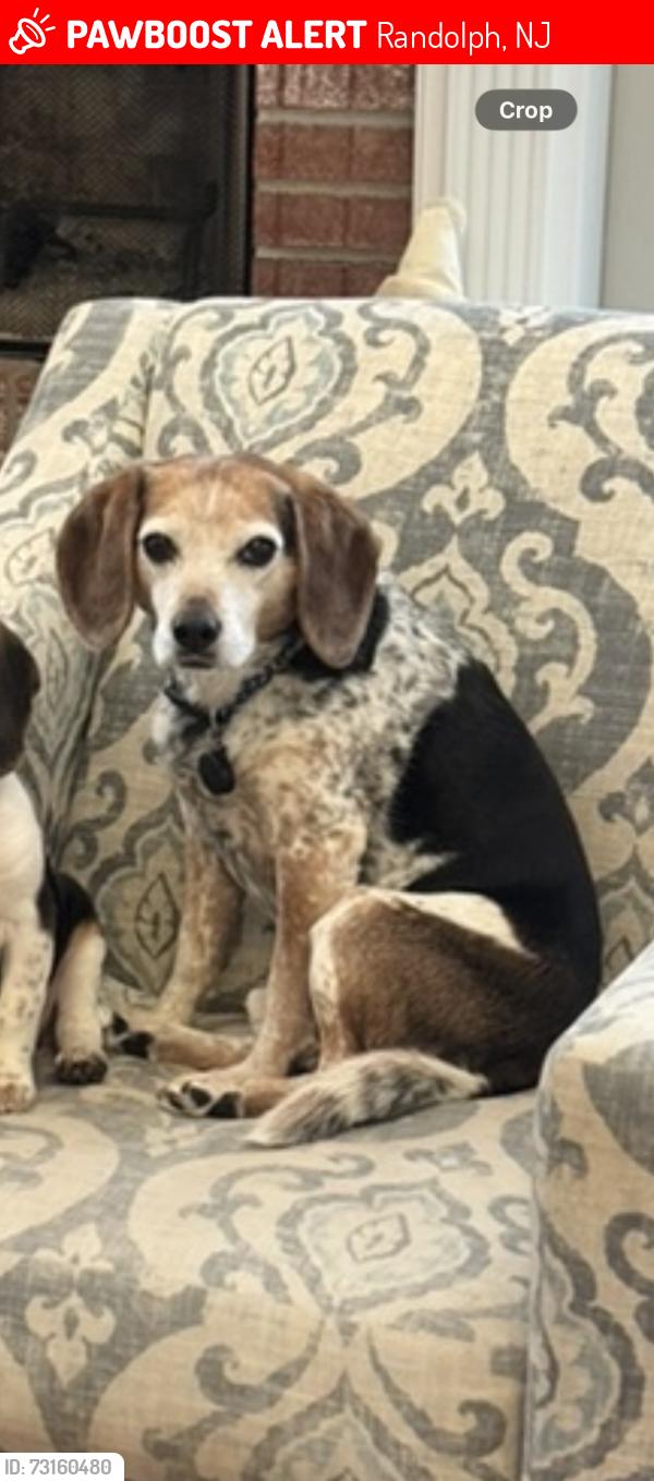 Lost Male Dog last seen Woodland and Old Brookside, Randolph, NJ 07869