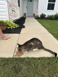 Found/Stray Unknown Cat last seen South Christo cul de sac, Wellford, SC 29385