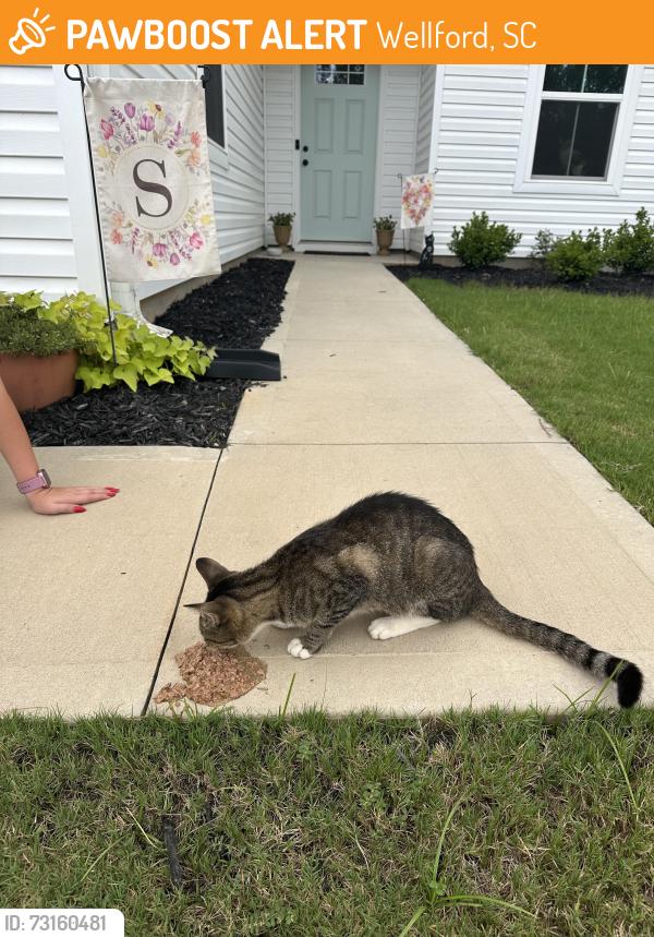 Found/Stray Unknown Cat last seen South Christo cul de sac, Wellford, SC 29385
