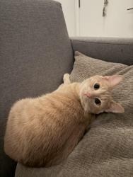Lost Female Cat last seen Adeline and chestnut, Oakland, CA 94607