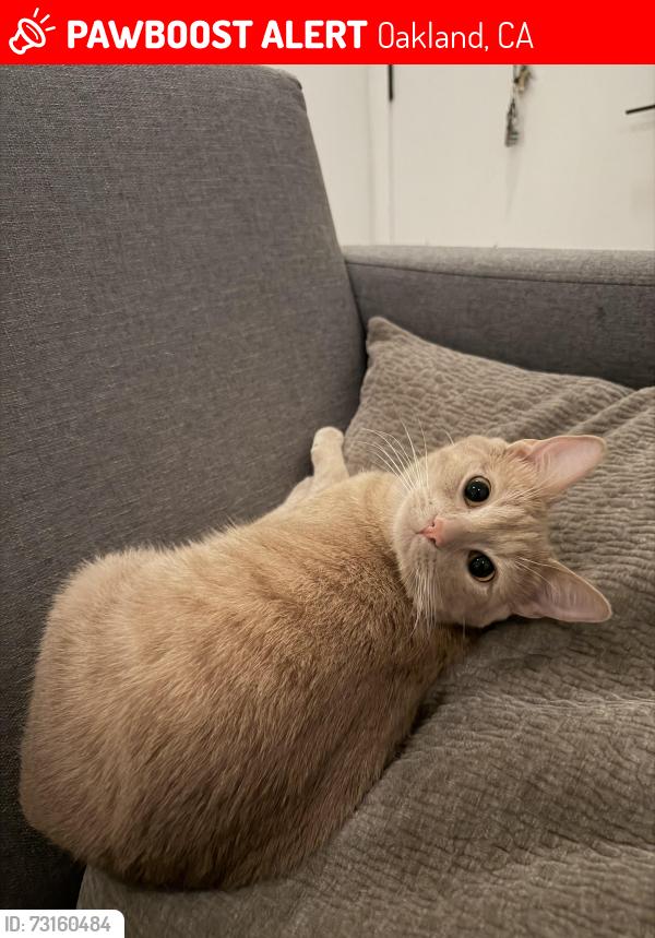 Lost Female Cat last seen Adeline and chestnut, Oakland, CA 94607