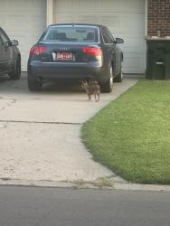 Found/Stray Unknown Dog last seen Carlton & Village Dr, The Village, OK 73120