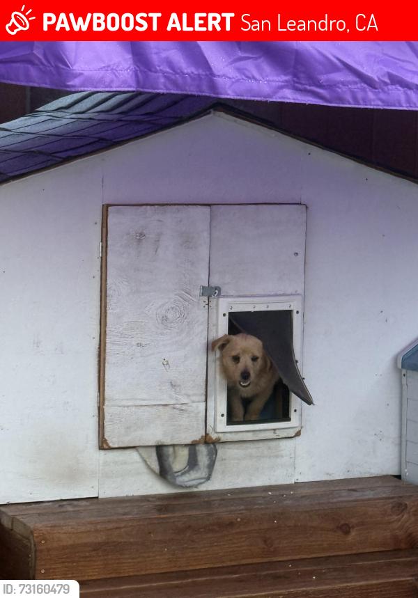 Lost Male Dog last seen Near Willey Street San Leandro, San Leandro, CA 94579