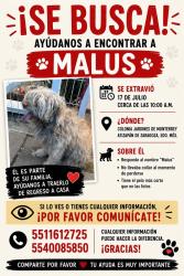 Lost Male Dog last seen veterinaria doctor pet, Ciudad López Mateos, Méx. 52926