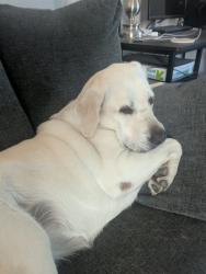 Reunited Female Dog last seen Dunkin donuts Glenway and Werk, Cincinnati, OH 45238