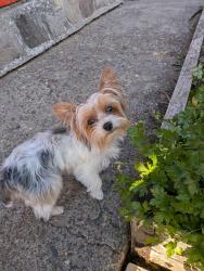 Reunited Female Dog last seen NE 92nd Ave, Portland, OR 97220