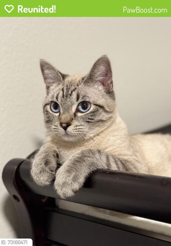 Reunited Male Cat last seen Joyce Ln, Killeen, TX 76549, USA, Killeen, TX 76549