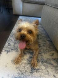 Reunited Male Dog last seen 47th and Chouteau, Shawnee, KS 66226