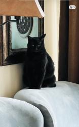Lost Female Cat last seen Branch Hollow Trail and Leafy Trail, Fort Worth, TX 76123