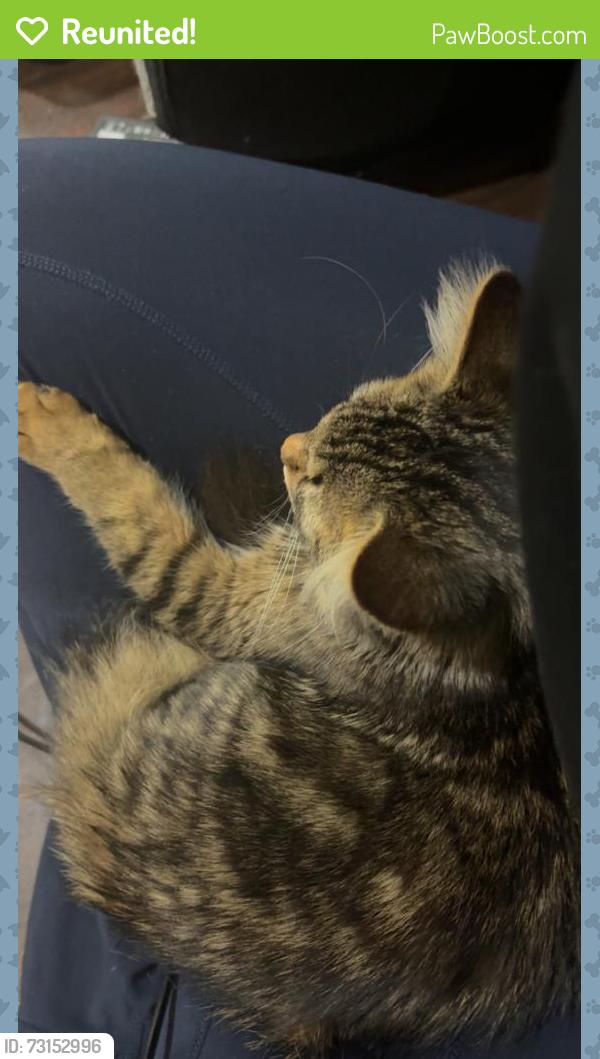 Reunited Male Cat last seen Bybrook, Mississauga, ON 