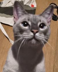 Reunited Male Cat last seen Thicket Road, Greater London, England SE20 8DD