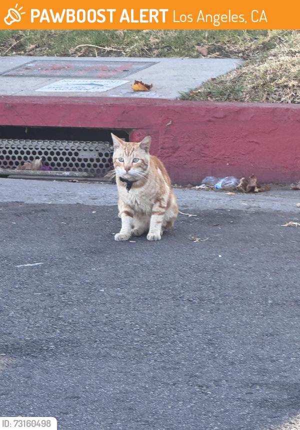 Found/Stray Unknown Cat last seen By a stop sign near an RV, Los Angeles, CA 90047