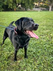 Reunited Female Dog last seen Village près church and prairie school, Prairie Village, KS 66208