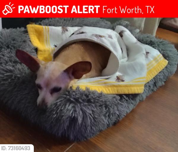Lost Female Dog last seen Fritz Allen, Biway, Roberts Cut Off Rd, Andover St, Fort Worth, TX 76114