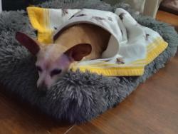 Lost Female Dog last seen Fritz Allen, Biway, Roberts Cut Off Rd, Andover St, Fort Worth, TX 76114