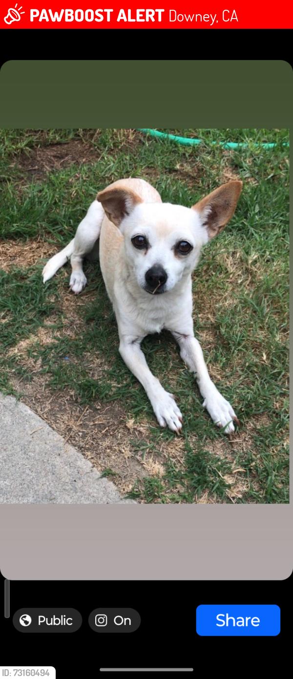Lost Female Dog last seen Pomering Rd & Hondo, Downey, CA 90242