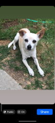 Lost Female Dog last seen Pomering Rd & Hondo, Downey, CA 90242