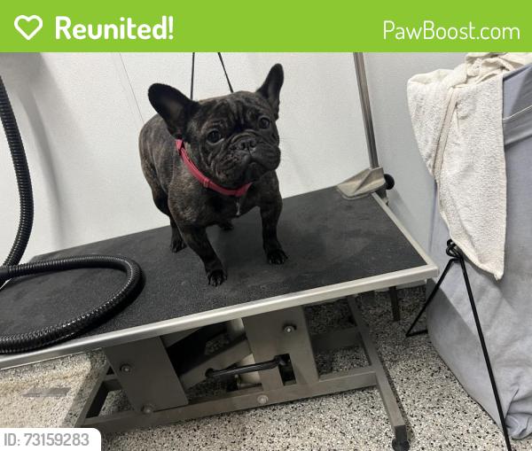 Reunited Male Dog last seen Cholla and Wetmore, Tucson, AZ 85705