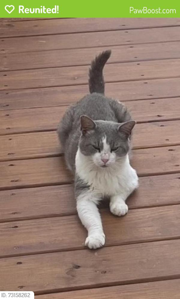 Reunited Male Cat last seen Arbor Crest Subdivision Buies Creek NC, Harnett County, NC 27546