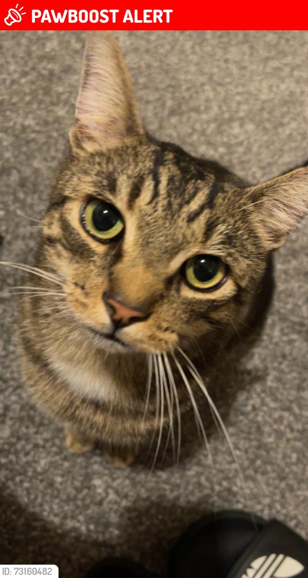 Lost Male Cat last seen Maida st, seddon st, Damien st, Randolph st, Agnes st, deepcar st, St oswald’s rd, cuthbert ave, brook ave,, Levenshulme, England 