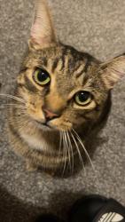 Lost Male Cat last seen Maida st, seddon st, Damien st, Randolph st, Agnes st, deepcar st, St oswald’s rd, cuthbert ave, brook ave,, Levenshulme, England 