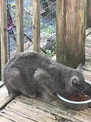 Found/Stray Male Cat last seen Crossland road clover South Carolina us, York County, SC 29710