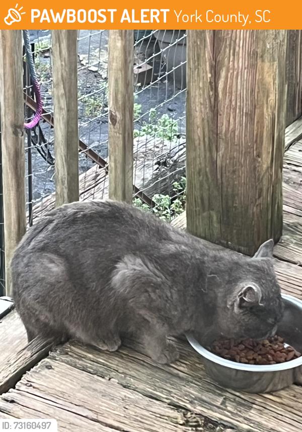 Found/Stray Male Cat last seen Crossland road clover South Carolina us, York County, SC 29710