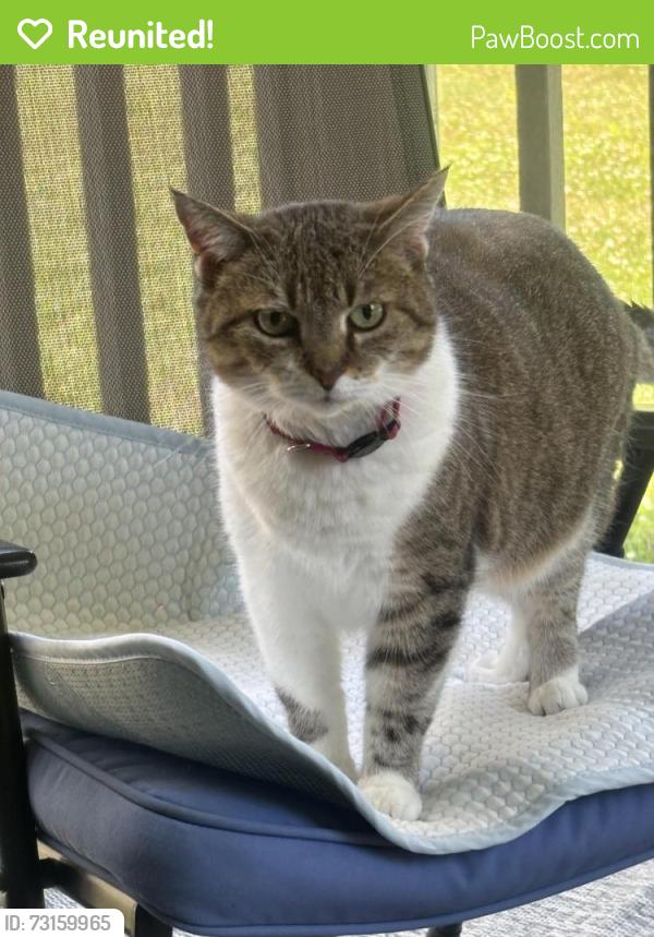 Reunited Female Cat last seen The Gardens. Sandalwood Lane, Rhinebeck, NY 12572
