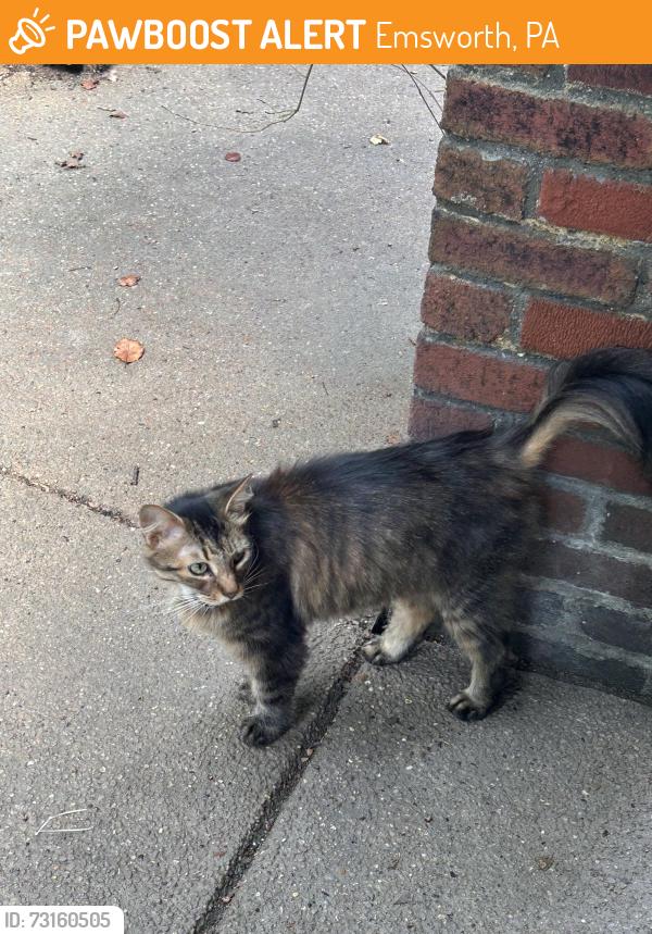 Found/Stray Female Cat last seen Emsworth Fire Department, Emsworth, PA 15136