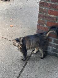 Found/Stray Female Cat last seen Emsworth Fire Department, Emsworth, PA 15136