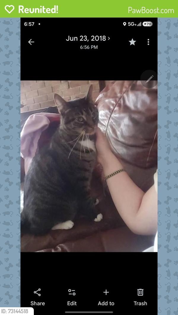 Reunited Male Cat last seen Overbrook Ln, Houston, TX 77077