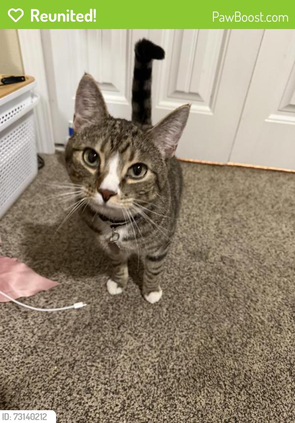 Reunited Male Cat last seen Cheshem and hamstead, Colorado Springs, CO 80907