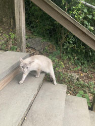 Found/Stray Unknown Cat last seen College Hill, Easton, PA 08865