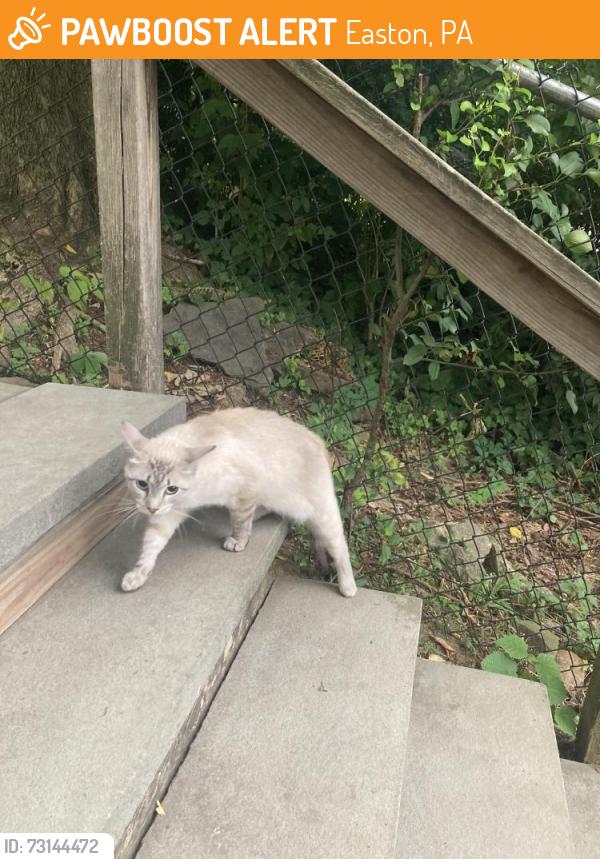 Found/Stray Unknown Cat last seen College Hill, Easton, PA 08865