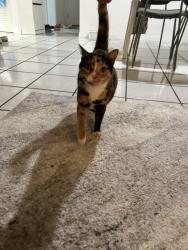 Found/Stray Female Cat last seen SW 112 Ave, SW 109 Ct, Miami, FL 33176