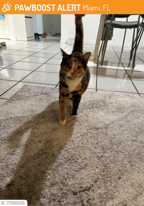 Found/Stray Female Cat last seen SW 112 Ave, SW 109 Ct, Miami, FL 33176