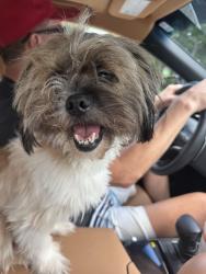Found/Stray Male Dog last seen Briarwood Rd, Atlanta, GA 30329