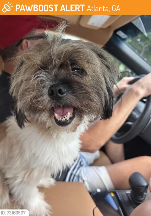 Found/Stray Male Dog last seen Briarwood Rd, Atlanta, GA 30329