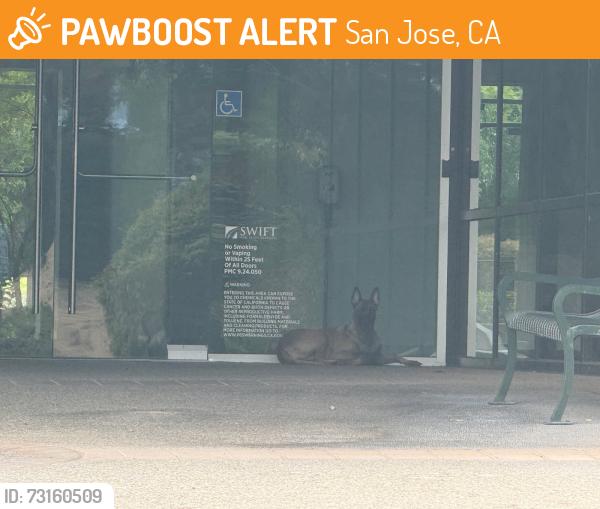 Found/Stray Unknown Dog last seen Silver creek, San Jose, CA 95138