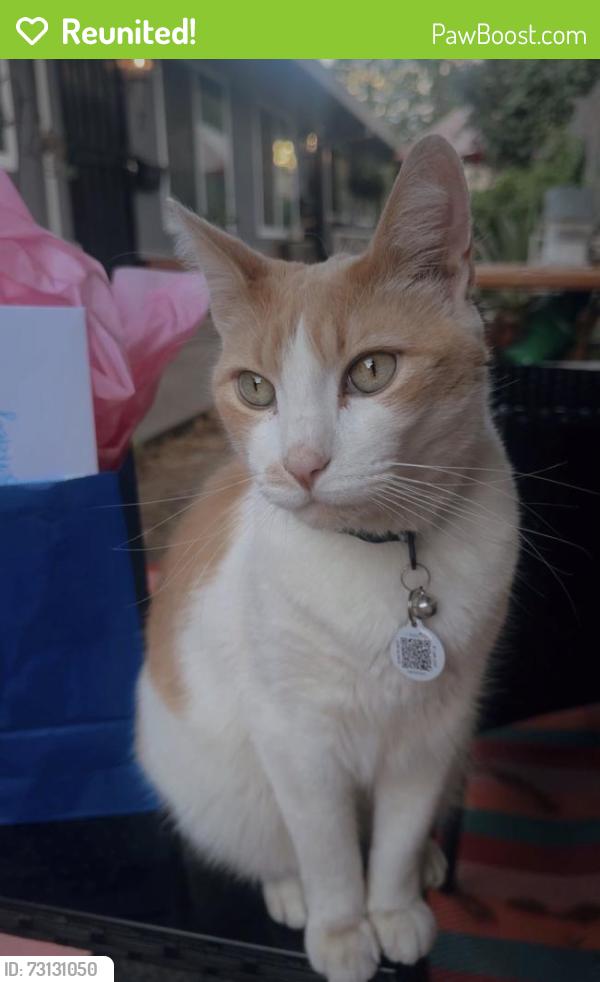 Reunited Male Cat last seen Elk Grove Blvd and Gage Street, Elk Grove, CA 95624