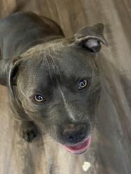 Reunited Male Dog last seen 50th and slide road, Lubbock, TX 79414