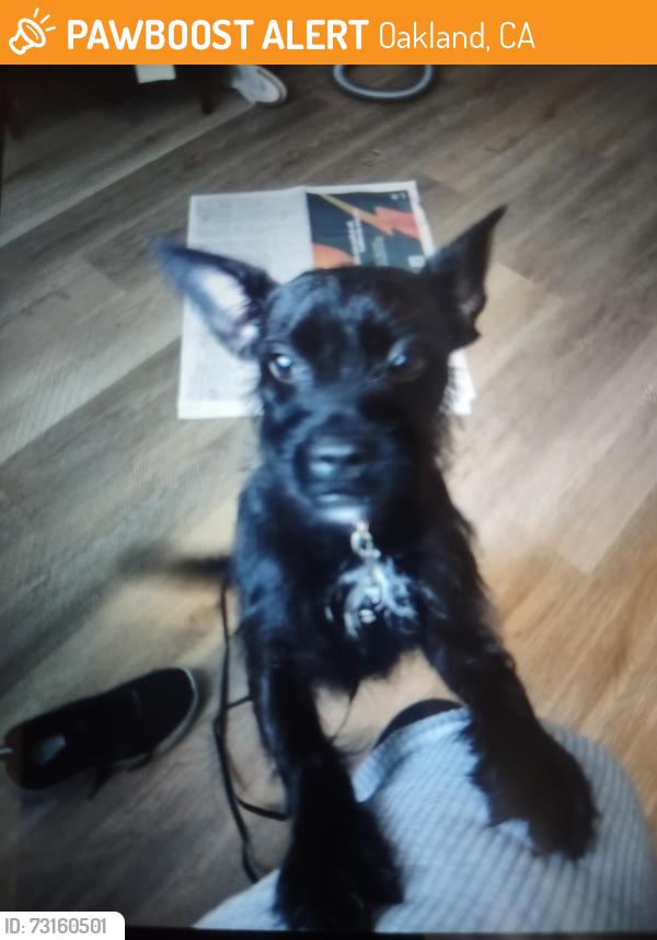 Found/Stray Unknown Dog last seen Clara, Edes next to park by Fed Ex, Oakland, CA 94603
