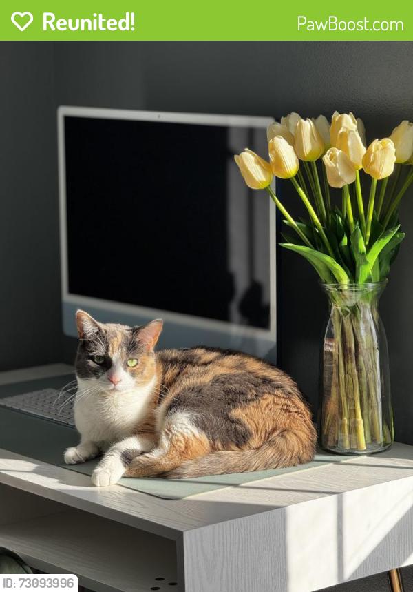 Reunited Female Cat last seen On Clyde Rd between Eager Rd and Fisher Rd, Oceola Township, MI 48855